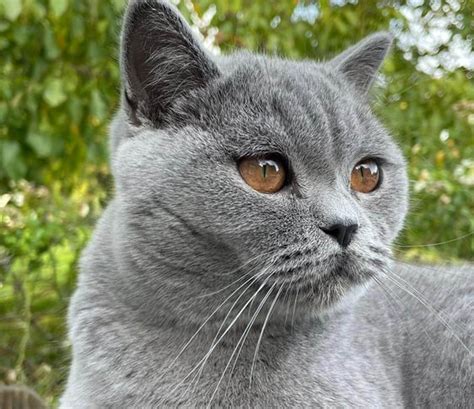 levage british shorthair metz|Éleveur de British Shorthair en Moselle : tous les élevages